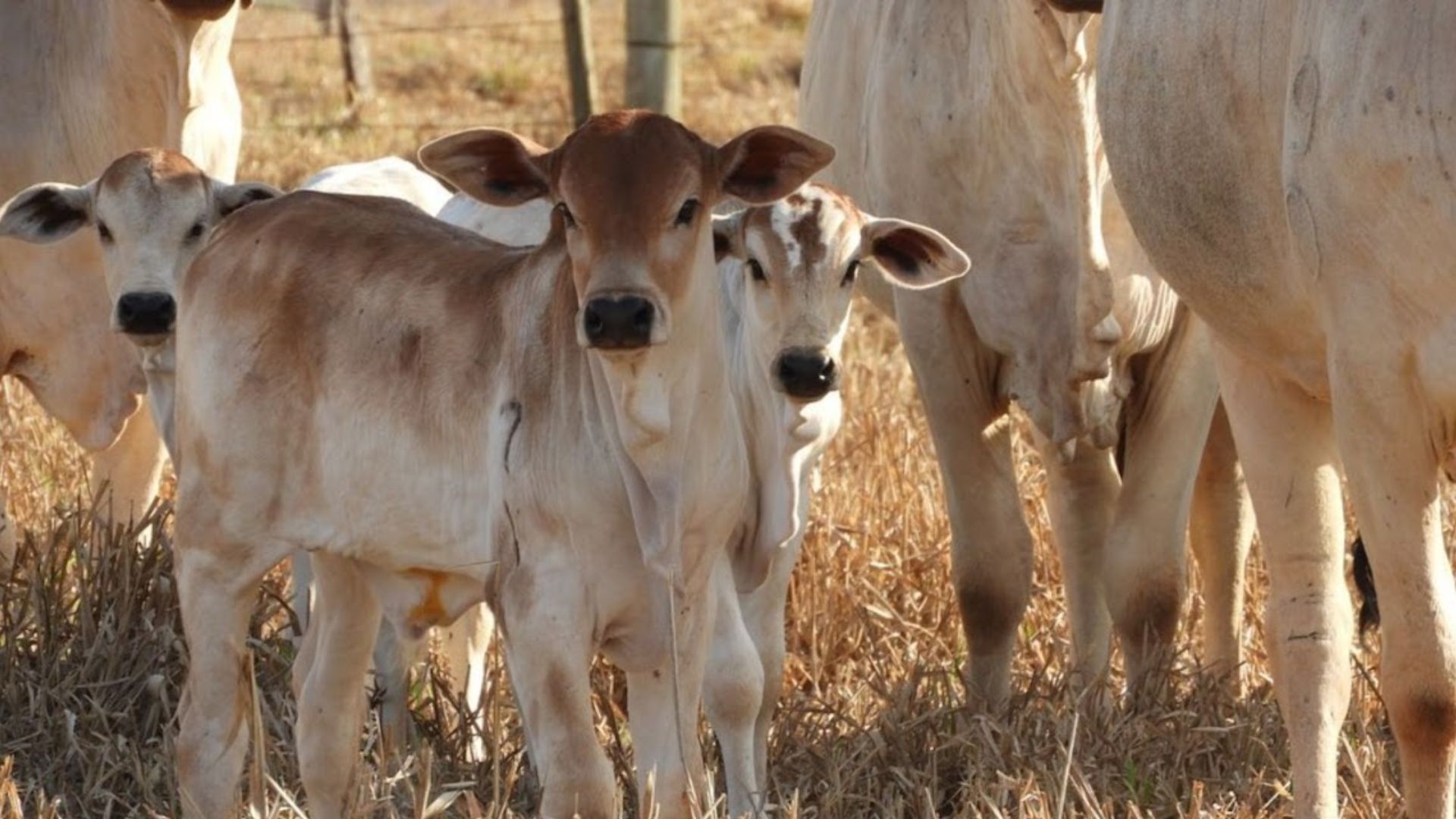 Bezerro do cedo: este protocolo sanitário garante este tipo de animal na fazenda. Veja