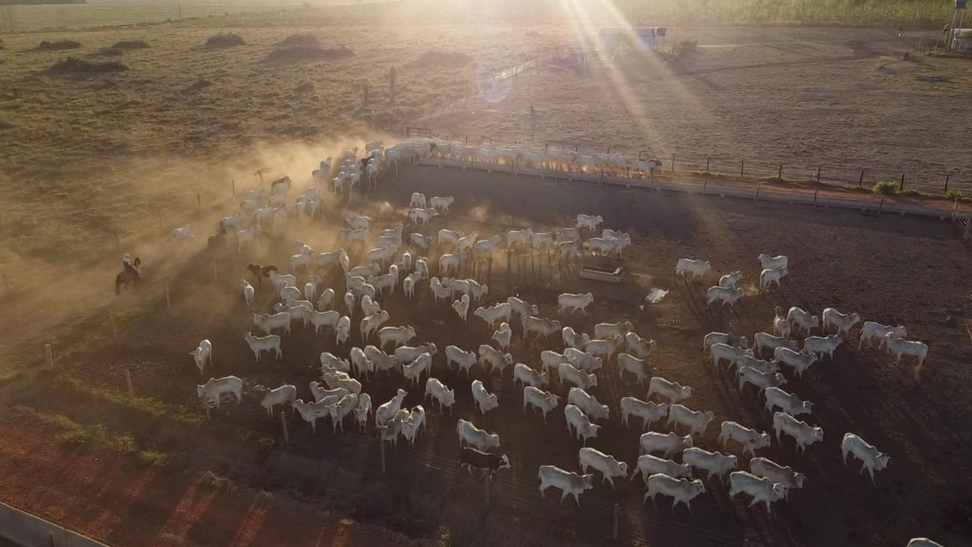 Confinamento está garantindo alta rentabilidade no Brasil; saiba os motivos