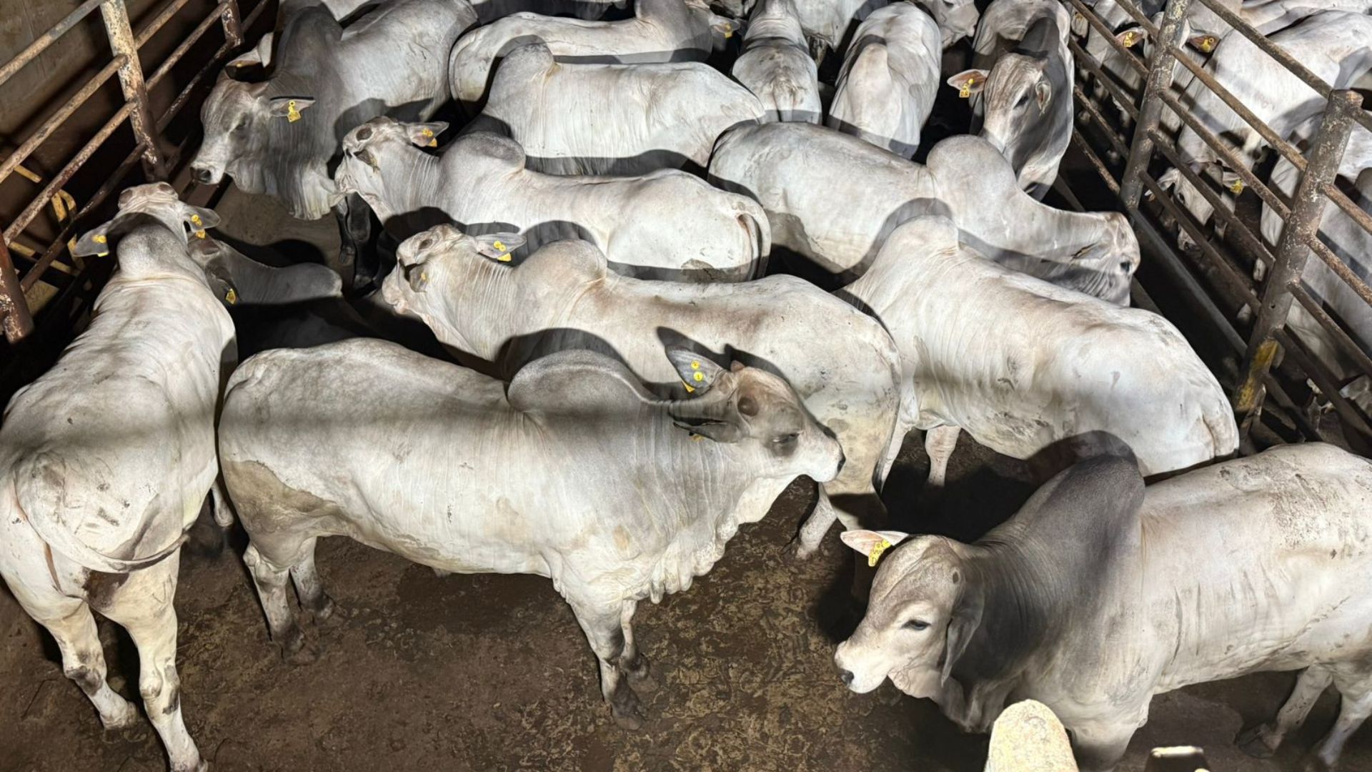 Etapa de Iturama (MG) tem mais de mil carcaças em disputa; veja vencedores