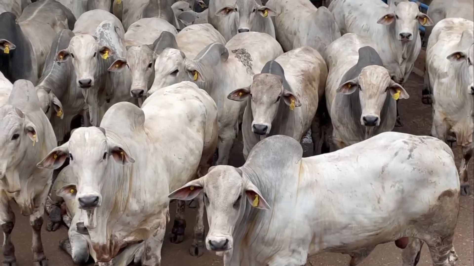 Neloristas de Goiás fazem bonito com boiada cabeceira