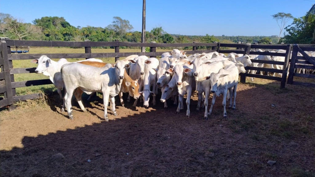 Fazenda em Rondônia inova com manejo de recria e engorda