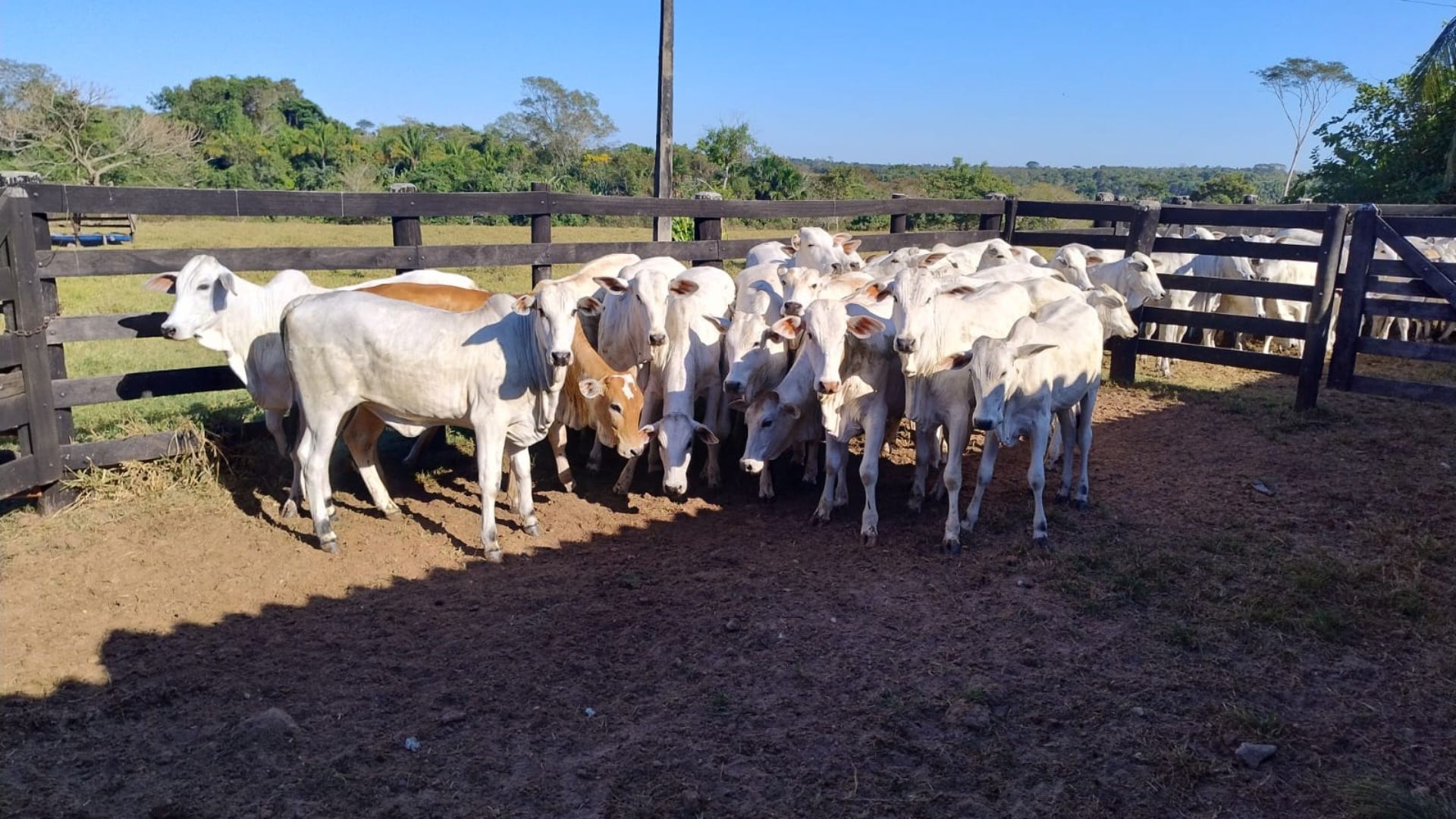 Fazenda em Rondônia inova com manejo de recria e engorda