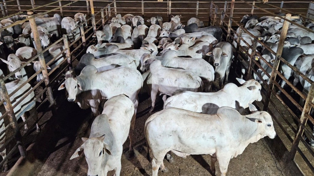 Campina Verde (MG) se destaca com boiada de 26@ na TIP; confira