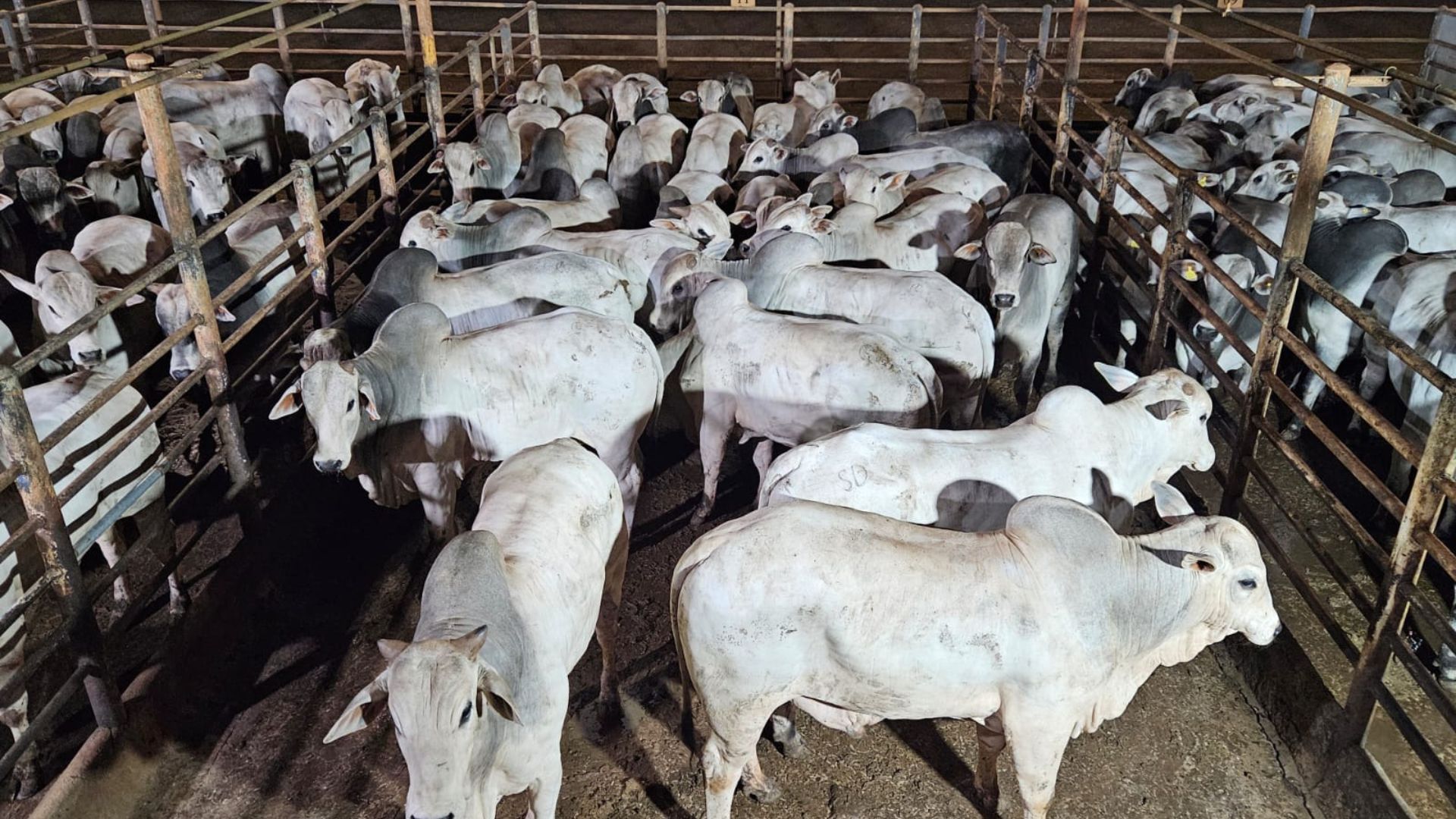 Campina Verde (MG) se destaca com boiada de 26@ na TIP; confira