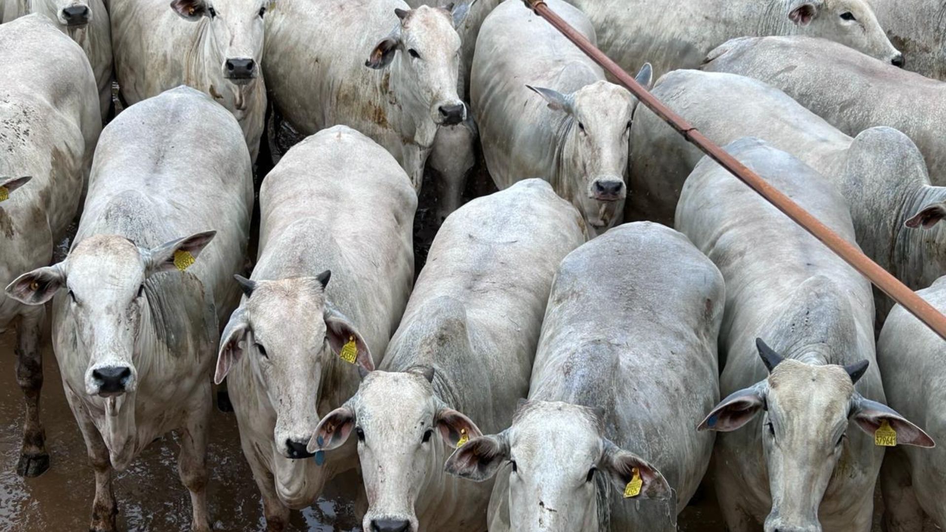 Fazenda de Cáceres (MT) se destaca com novilhas de quase 18@; confira