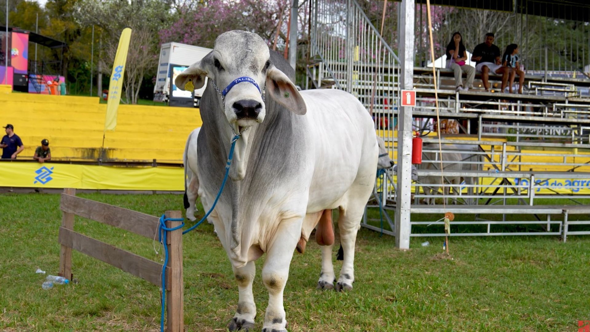 O que os touros mais pesados do Brasil têm em comum. Foto: Divulgação.