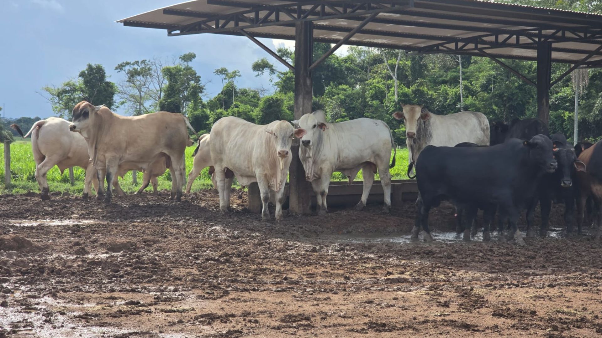 Entenda a diferença do sal mineral e o proteinado