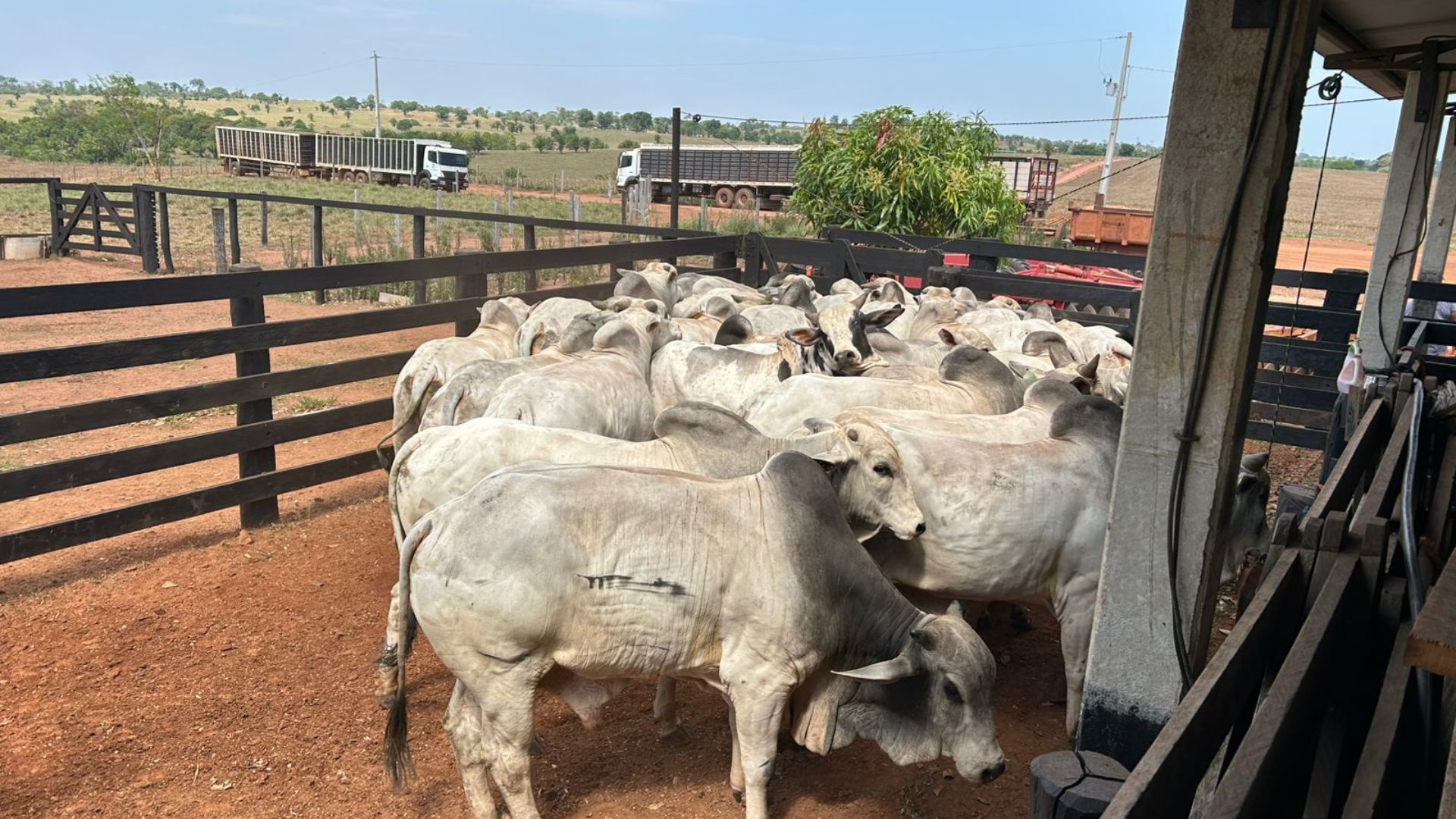 Em Rondônia, pecuarista alcança 57% de rendimento de carcaça