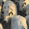 Mato Grosso: vacada é fruto de boa genética e ótima para o prato