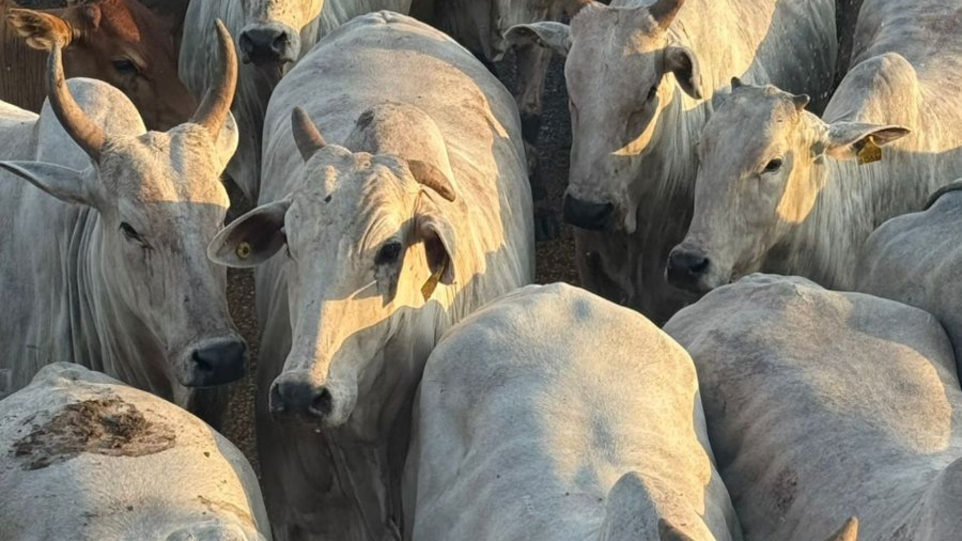 Mato Grosso: vacada é fruto de boa genética e ótima para o prato