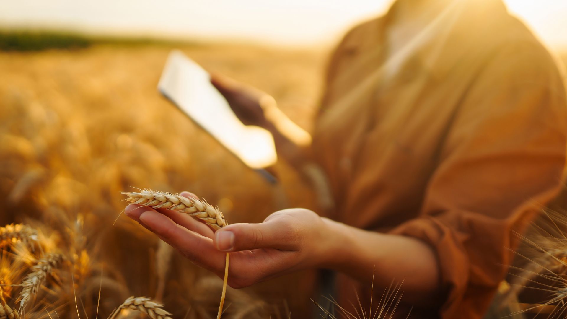 É viável plantar aveia para alimentar o gado?