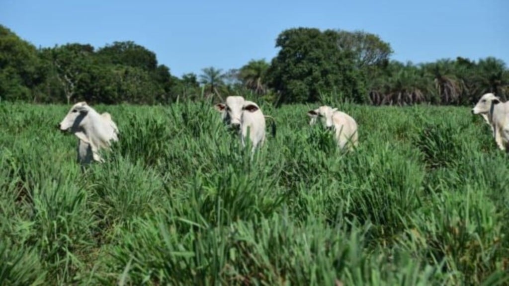 BRS Sarandi: Embrapa lança gramínea excelente para solo fraco. Confira