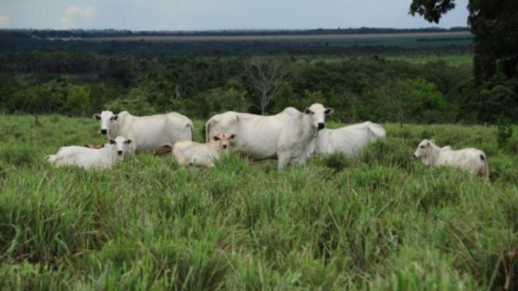 Bovinos em área de capim Andropogon. Foto: Divulgação/Embrapa