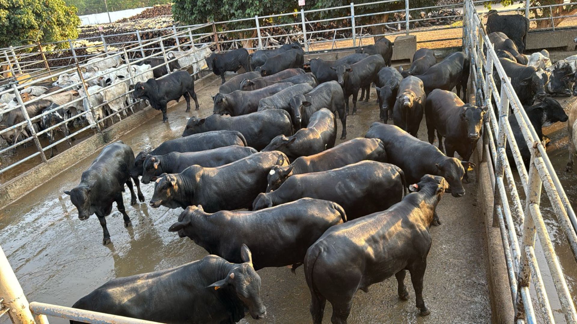 Gadão Angus faz bonito e atinge 21 arrobas no interior do Tocantins