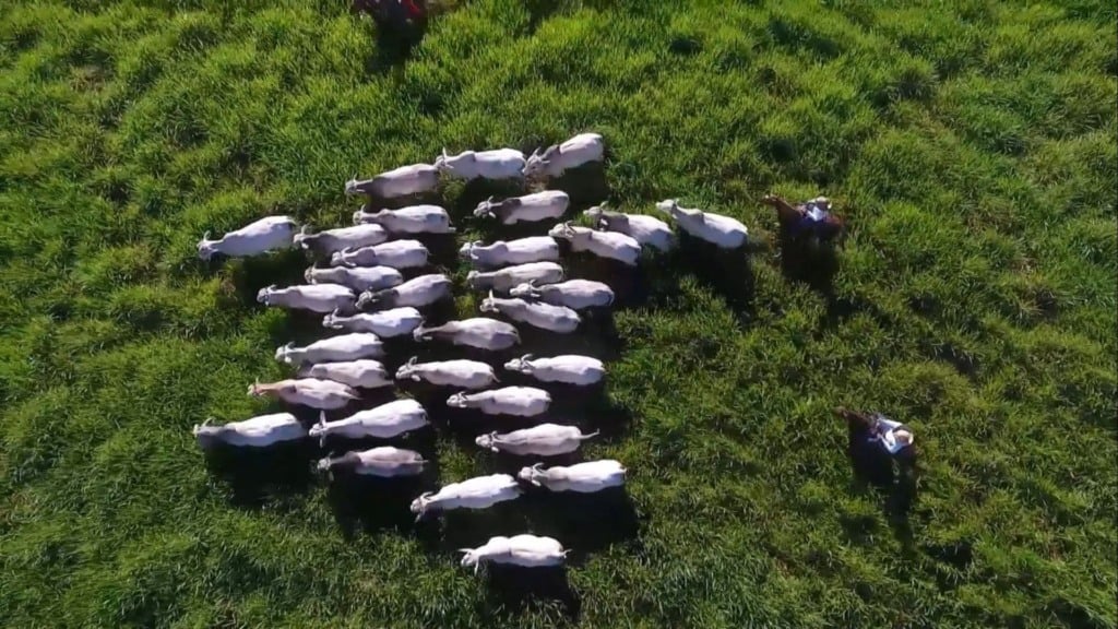Com chegada da primavera, vermifugação pode evitar prejuízos