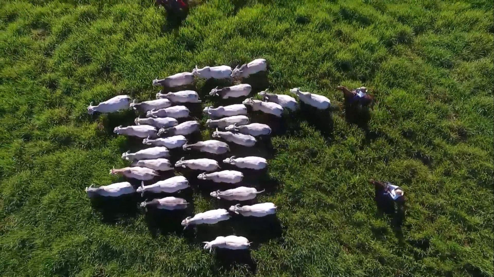 Com chegada da primavera, vermifugação pode evitar prejuízos