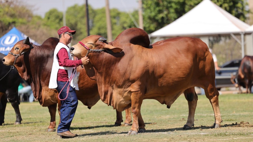 Feira agropecuária no interior de SP celebra gado de corte de elite; confira. Foto: Divulgação/lavaquejada.