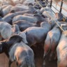 Lotes de novilhos da Fazenda Ressaca. Foto: Divulgação.