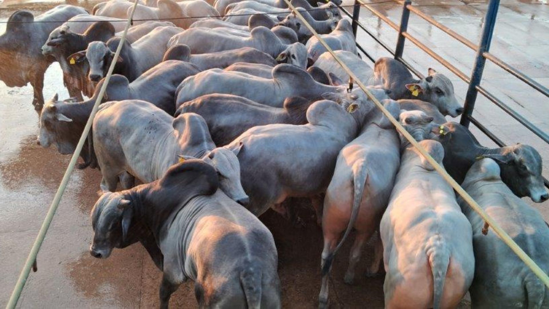 Lotes de novilhos da Fazenda Ressaca. Foto: Divulgação.