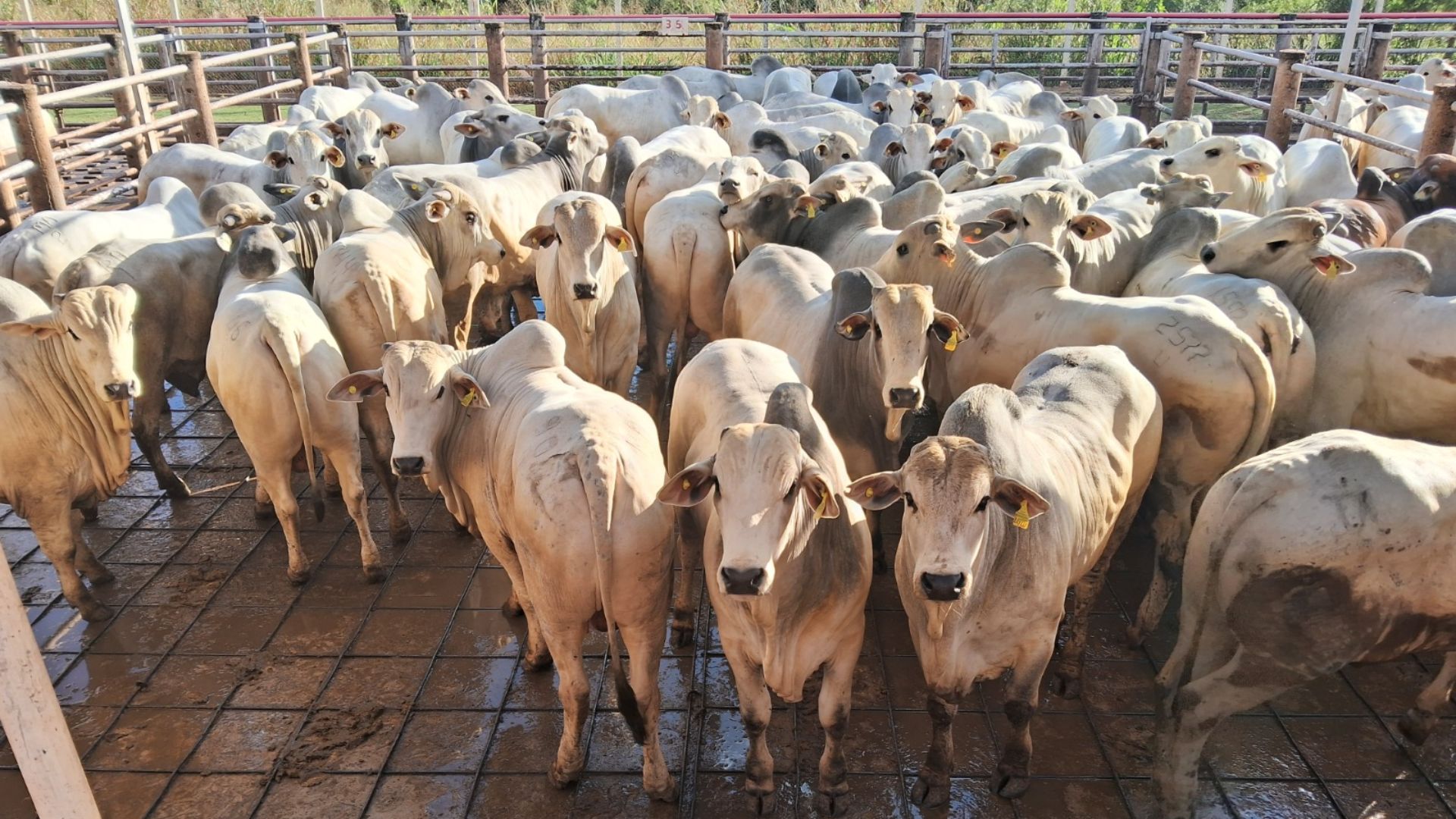 Facholi: lotaço de quase 400 garrotes maioria zero dentes chega a incríveis 22,3@ Facholi: lotaço de quase 400 garrotes maioria zero dentes chega a incríveis 22,3@