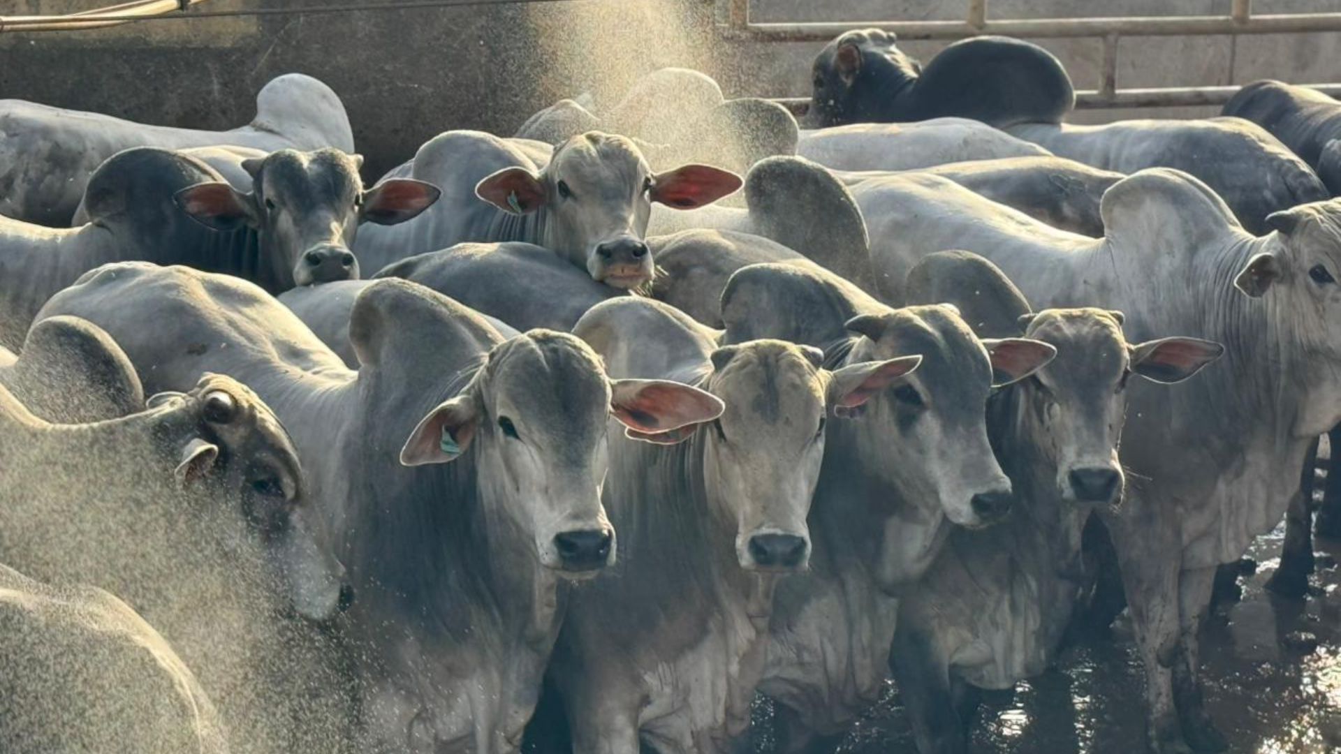 Gadão zero dentes e pesado na TIP? Animais chegam a quase 24 arrobas