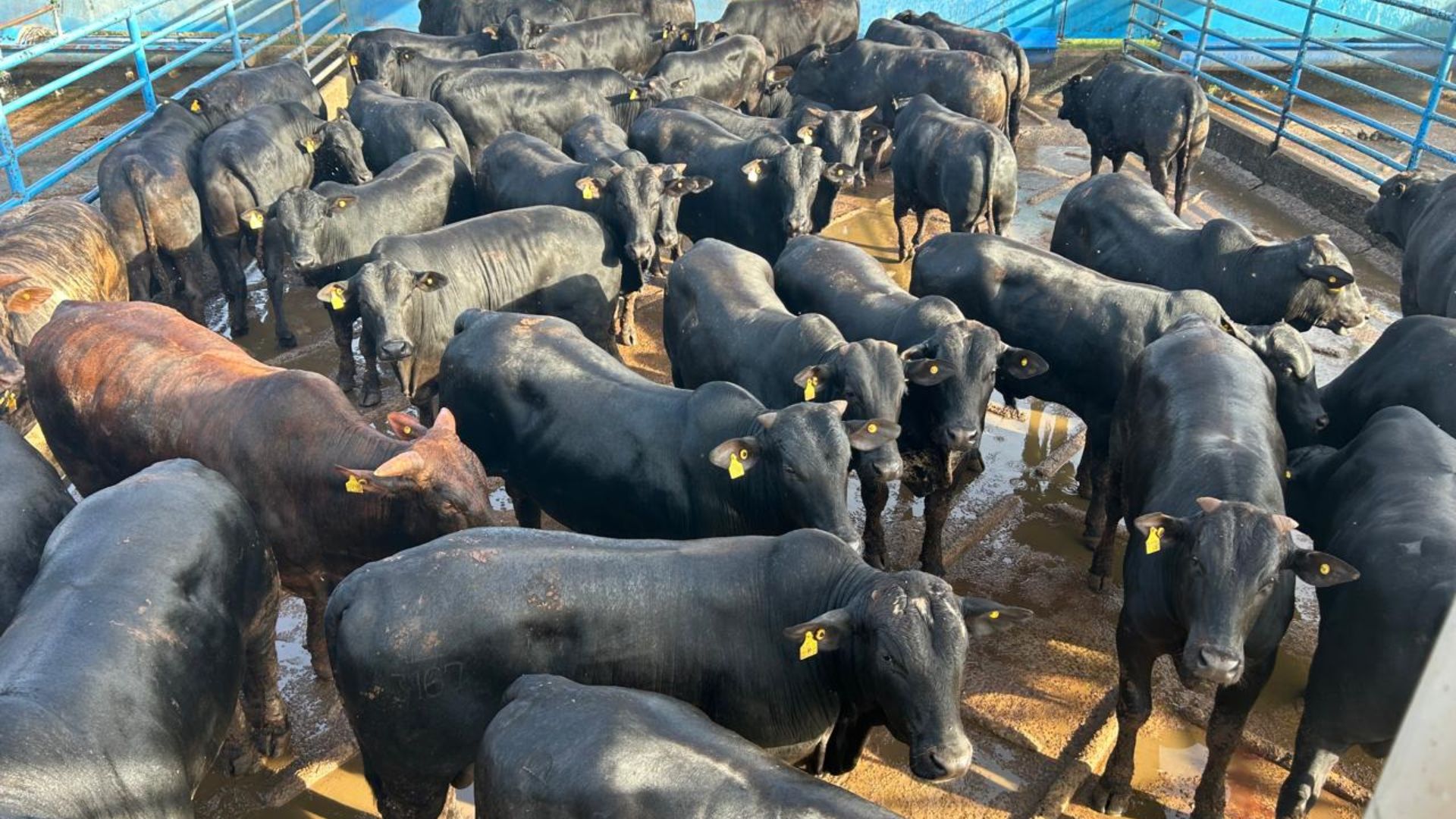 Angus: garrotada bem acabada garante bônus de quase R$ 110 por cabeça