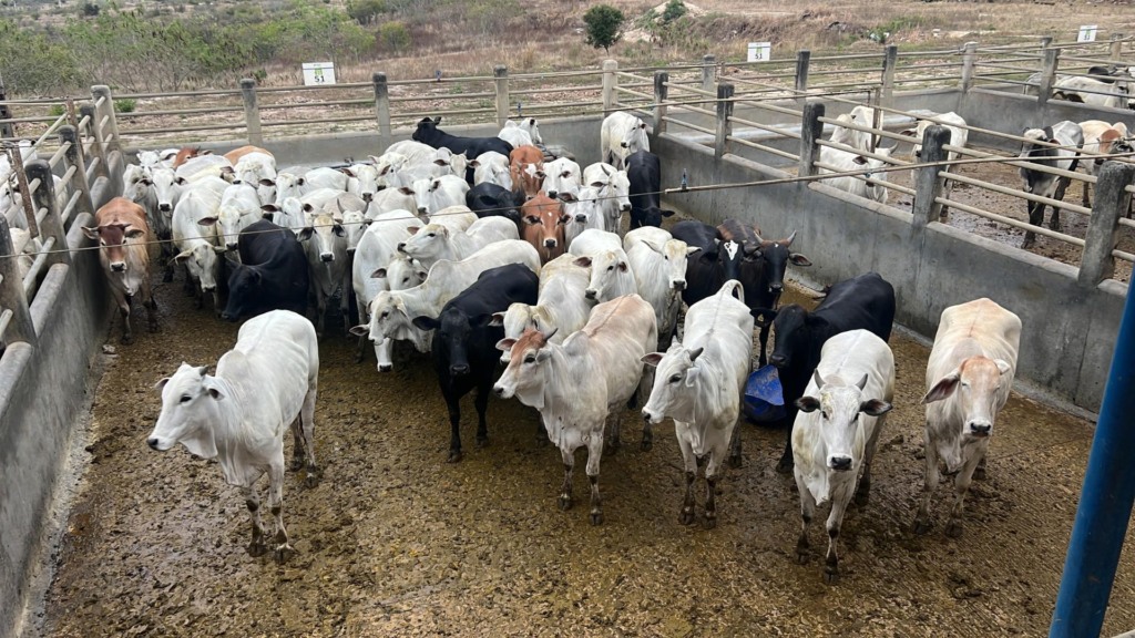 Bahia: novilhada semiconfinada impressiona pela uniformidade do lote