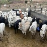 Bahia: novilhada semiconfinada impressiona pela uniformidade do lote