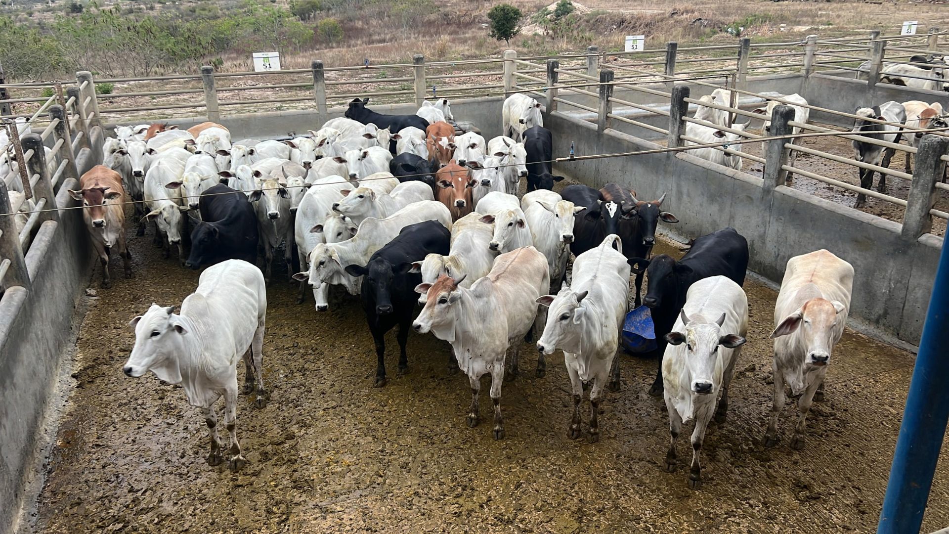 Bahia: novilhada semiconfinada impressiona pela uniformidade do lote