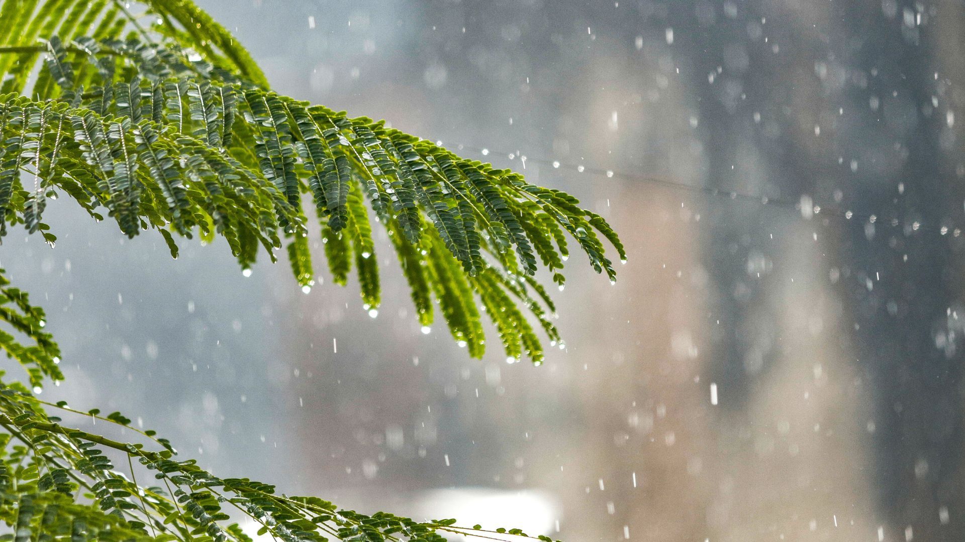 Chuva à vista: veja a previsão para a primavera no Brasil
