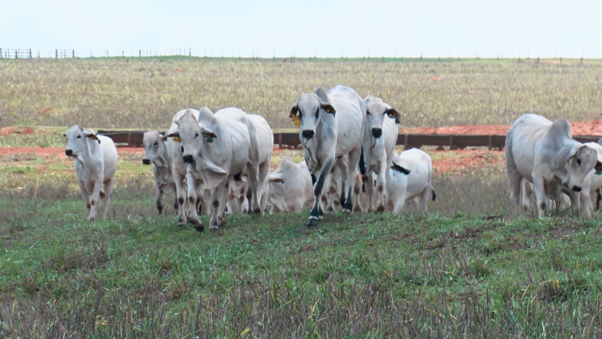 Inscrições para Residência Agropecuária no Pará se encerram nesta sexta (26)