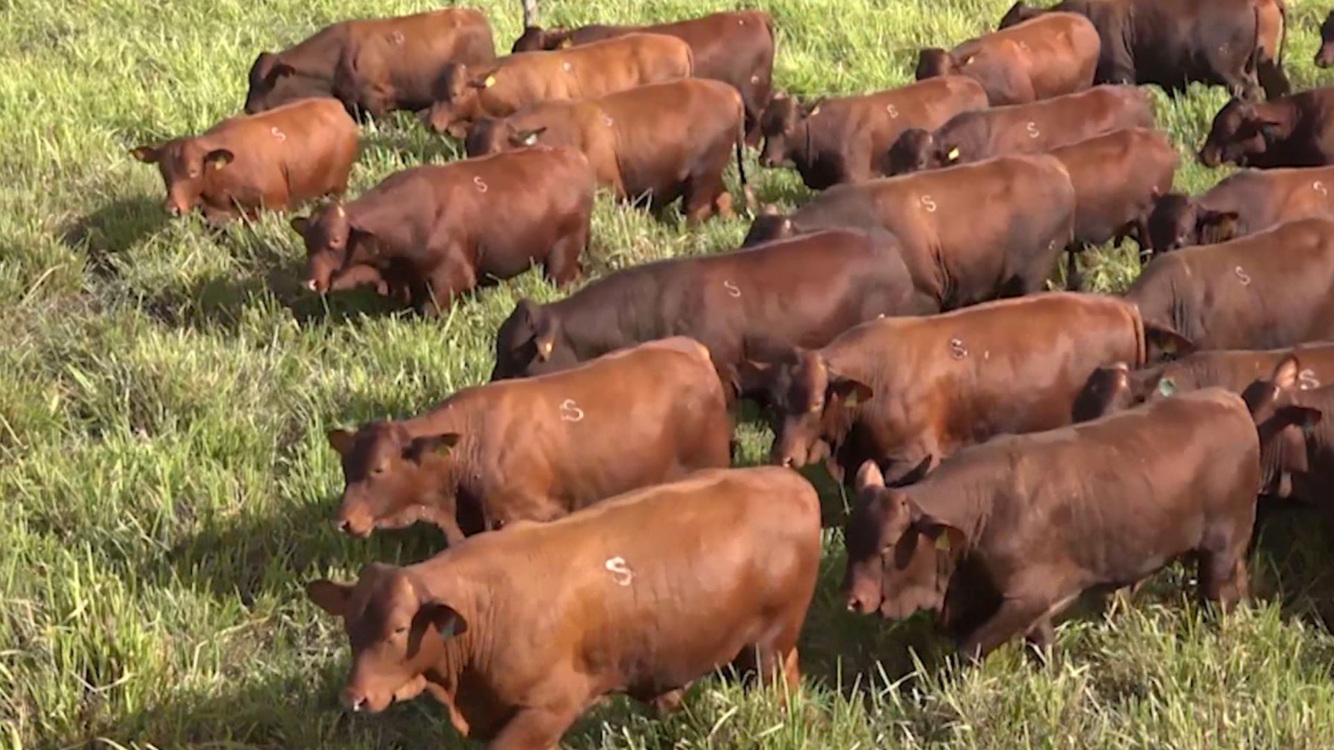 Gado tropicalizado: como lucrar com a raça Santa Gertrudis?