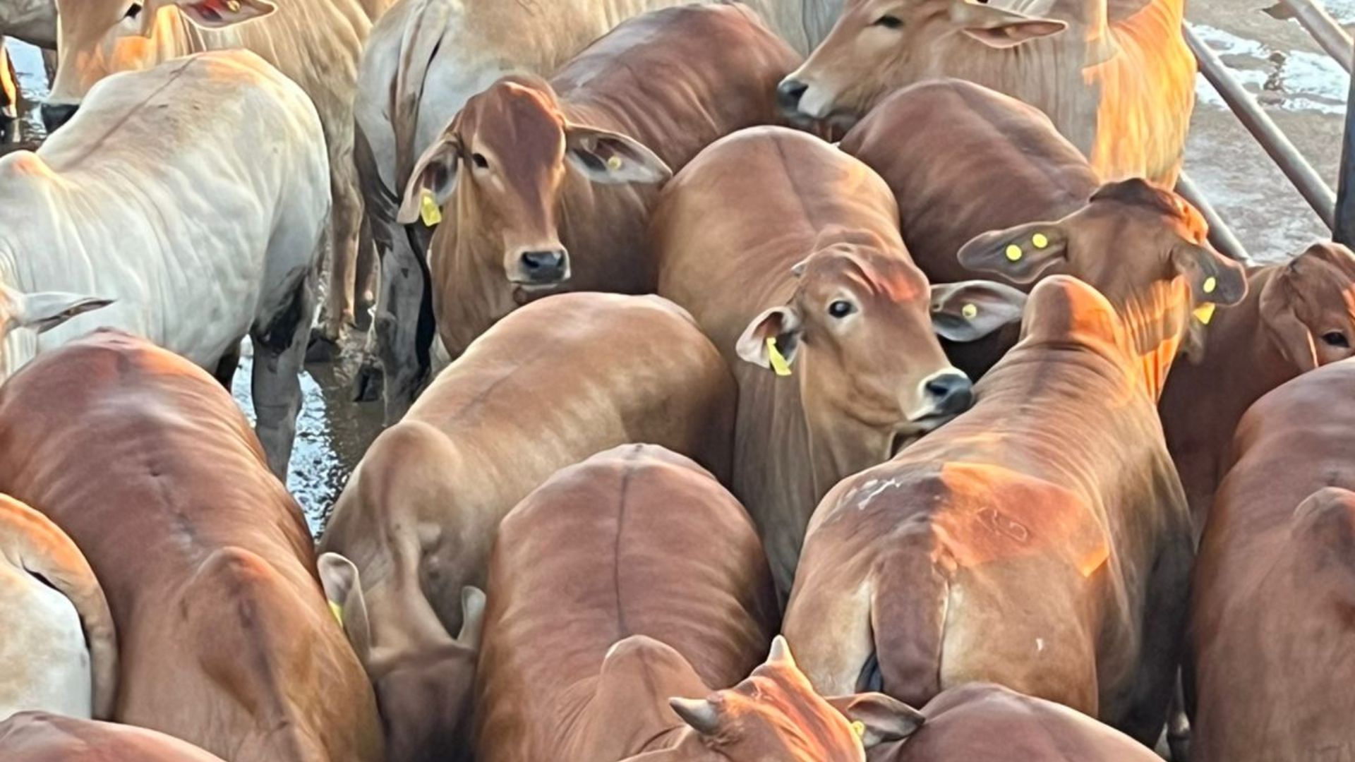 Sindi: novilhada luxo abaixo de 18 meses impressiona com 16 arrobas em MT Sindi: novilhada luxo abaixo de 18 meses impressiona com 16 arrobas em MT