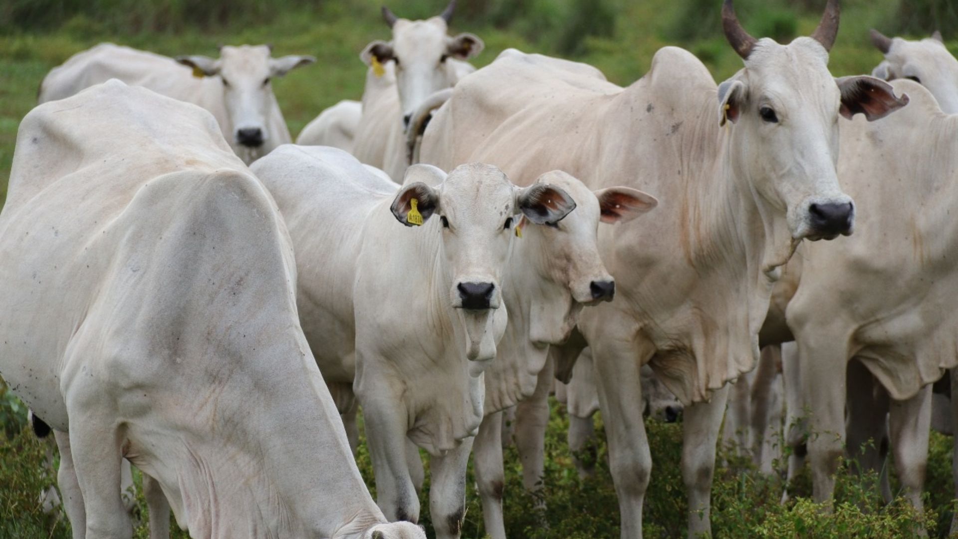 Mato Grosso do Sul tem mais de mil fazendas certificadas em sustentabilidade