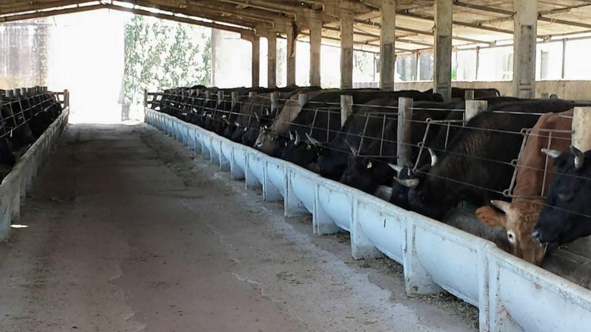 Wagyu: estudo inédito revela alta qualidade de carne mesmo com abate precoce! 