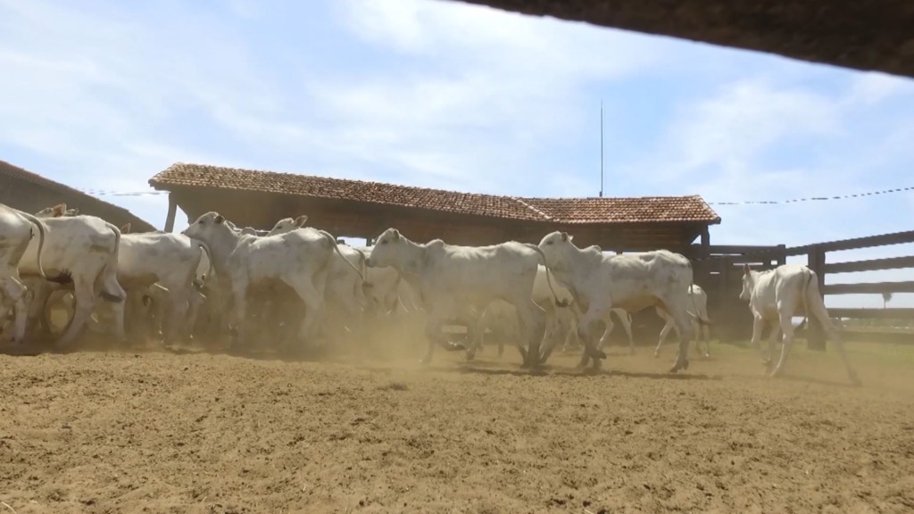Cura de “umbigueira”: remédio caseiro funciona ou é um risco para o bezerro?