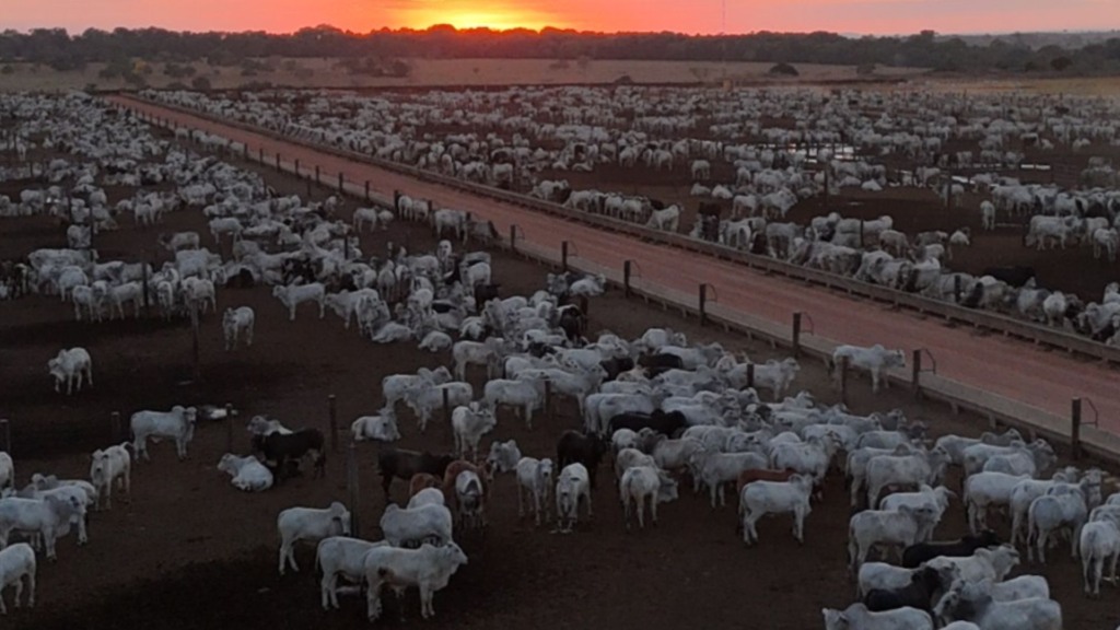 Bovinos em confinamento são mais sucetíveis a tuberculose bovina. Foto: Divulgação
