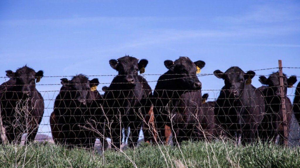Austrália projeta produção recorde de carne bovina em 2025 com rebanho estabilizado
