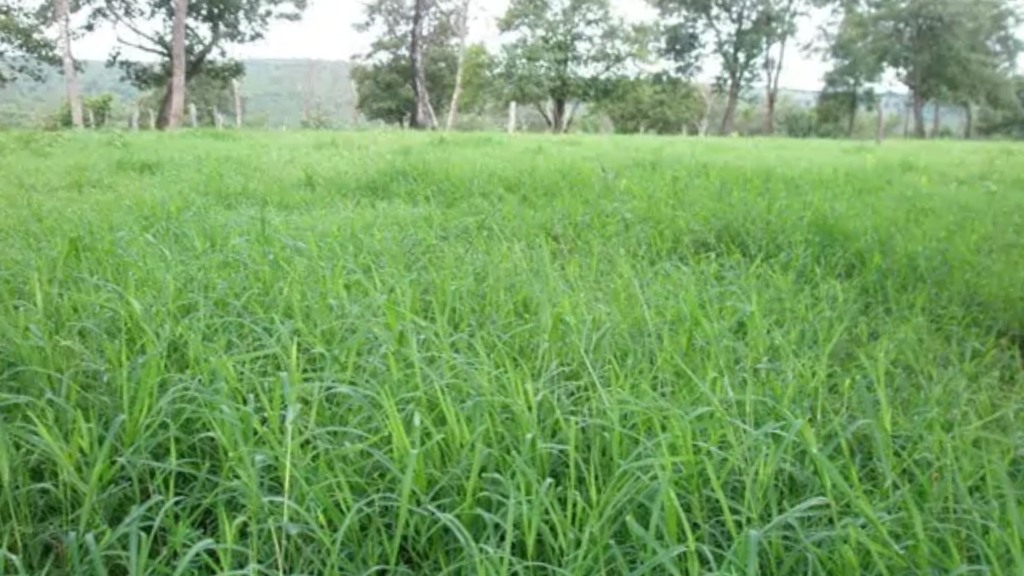 Grama estrela africana roxa irrigada: saiba se vale mesmo a pena investir!