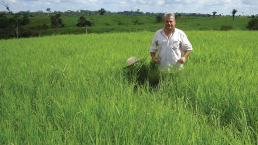 Crescimento exuberante da grama-estrela-roxa em um Plintossolo Crescimento exuberante da grama-estrela-roxa em um Plintossolo Argilúvico de baixa permeabilidade, na Fazenda Itaituba, em Bujari, AC. Foto: Carlos Mauricio Soares de Andrade/Embrapa
