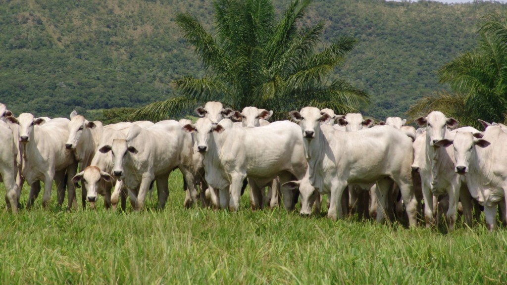 Lote de novilhas. Foto: Divulgação/ABCZ