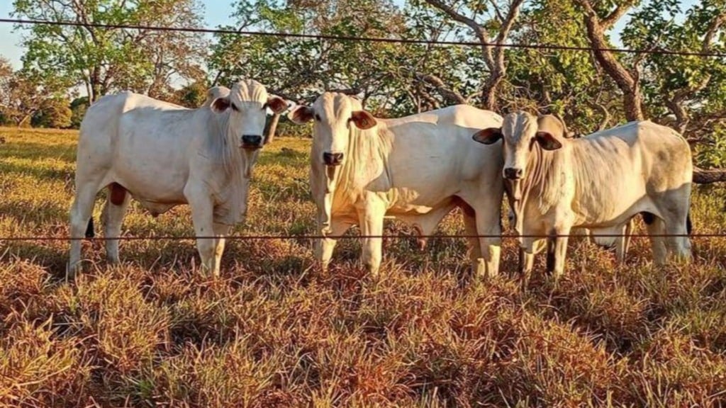 Bovinos em área de pasto. Foto: Divulgação/Fazenda Santa Rosa