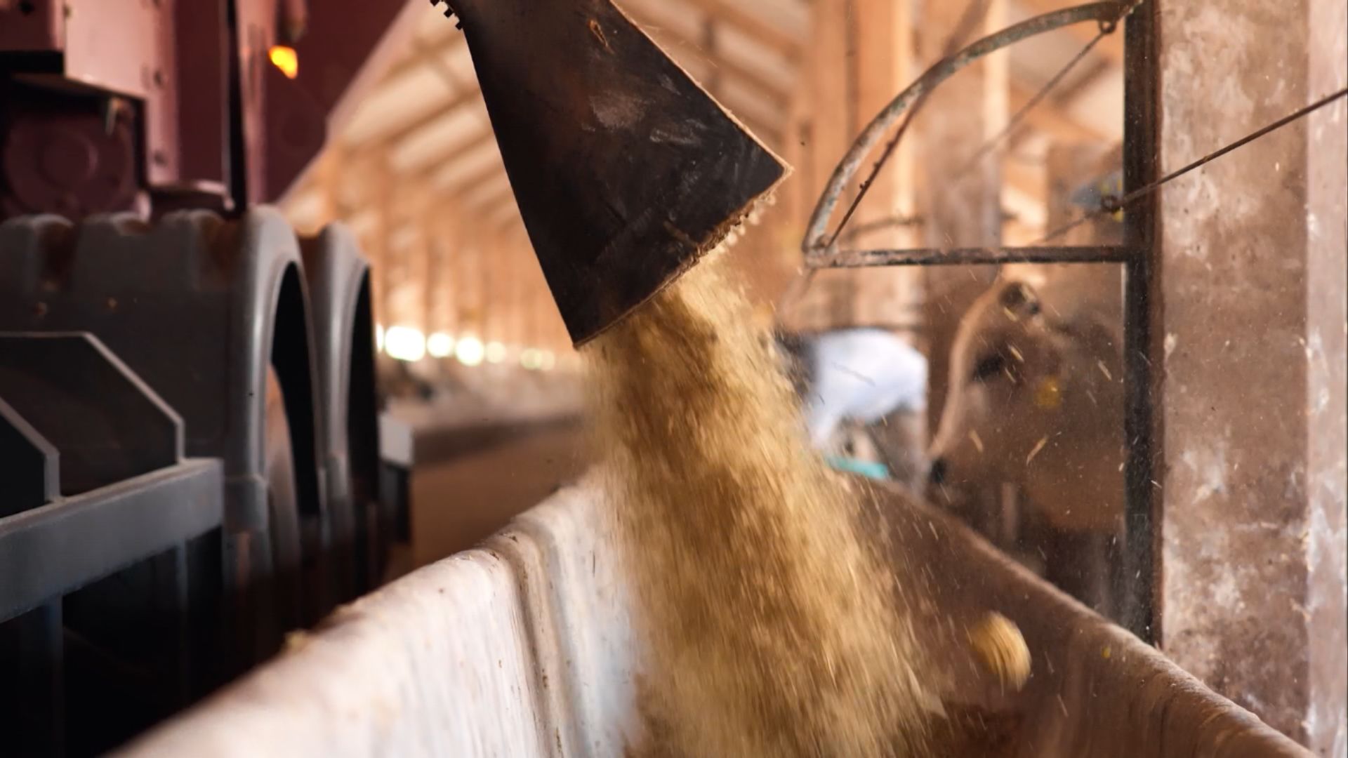 Setor de alimentação animal cresce 2,2% e impulsiona pecuária nacional