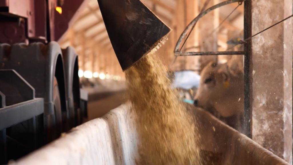 Distribuição de alimentação para os bovinos em área de cocho. Foto: Reprodução/Grupo Facholi