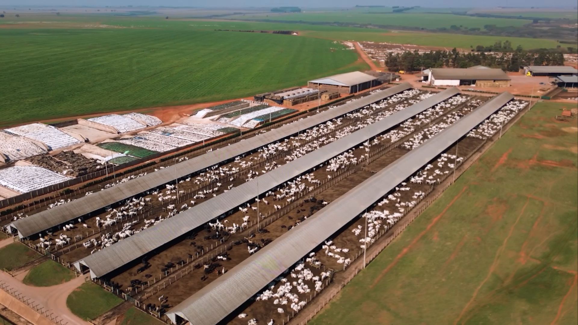 Grupo Facholi: com meio século de história, fazenda é pioneira no gado pesado ideal