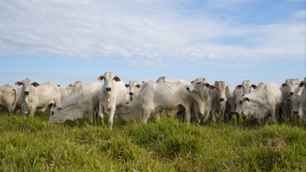 Bovinos em área de pastagem. Foto: Reprodução