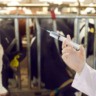 Aprovado projeto de lei que criminaliza o exercício ilegal da Medicina Veterinária