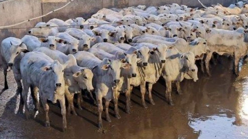 Mato Grosso atinge volume recorde de abate de novilhas em agosto