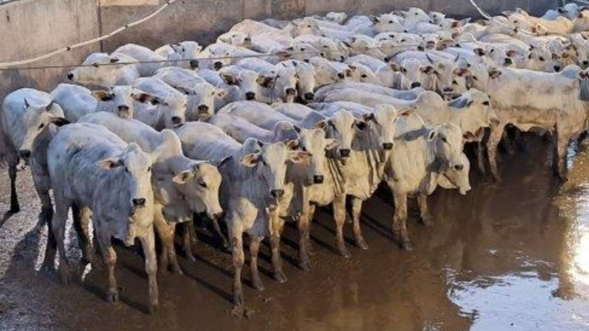 Mato Grosso atinge volume recorde de abate de novilhas em agosto