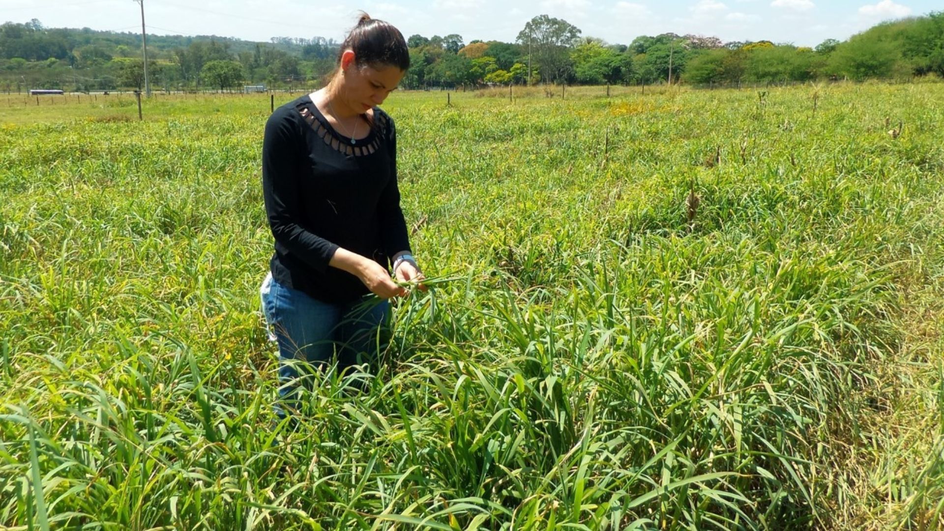 Pasto na seca: este é o guia para escolher o capim ideal e garantir o lucro! Confira